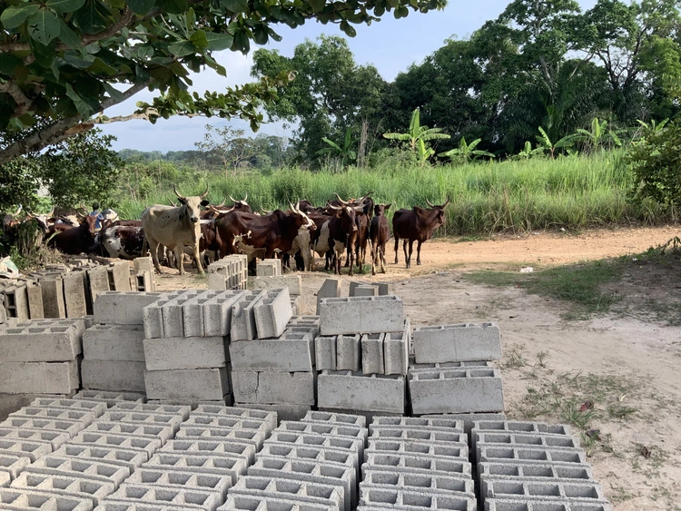 Cohabitation forcée avec les troupeaux de bœufs 